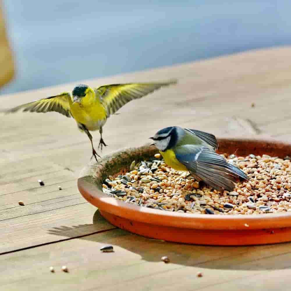 Comida Para Pajaros 25 Kg, Alpiste Para Pajaros, Semillas Para Pajaros_2