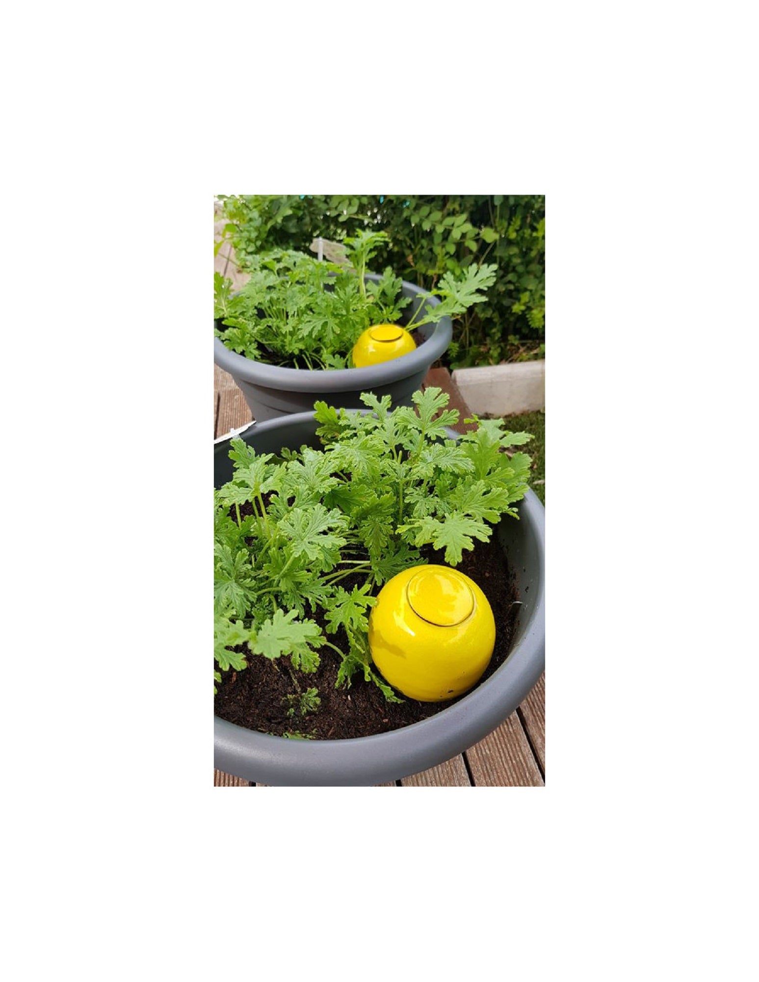 Regadera Cerámica Oyas Para Plantar S - Amarillo.