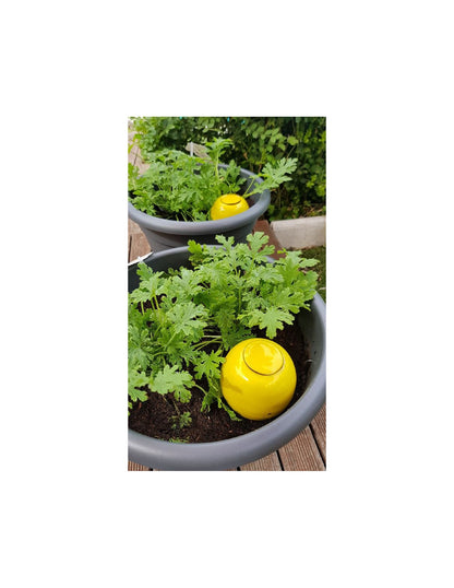 Regadera Cerámica Oyas Para Plantar S - Amarillo._1