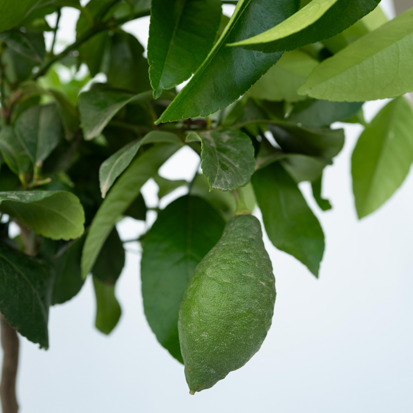 Árbol De Limón - 2 Pzs - Citrus Limon - Altura 60-70cm - ⌀19cm