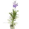 Orquídea Vanda - Vanda 'new Blue' - Altura 55-65cm
