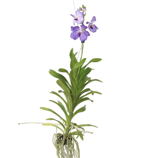 Orquídea Vanda - Vanda 'new Blue' - Altura 55-65cm