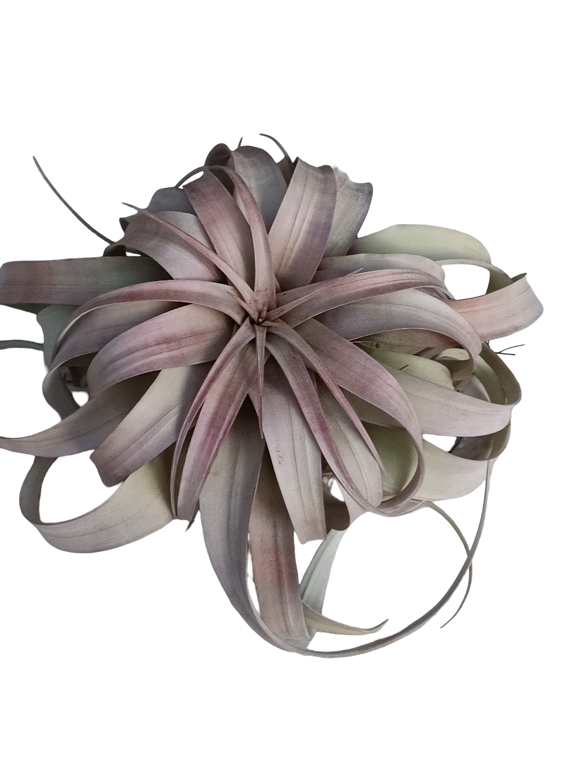 Tillandsia Xerographica Xl - Grande 20 Cms Planta_0