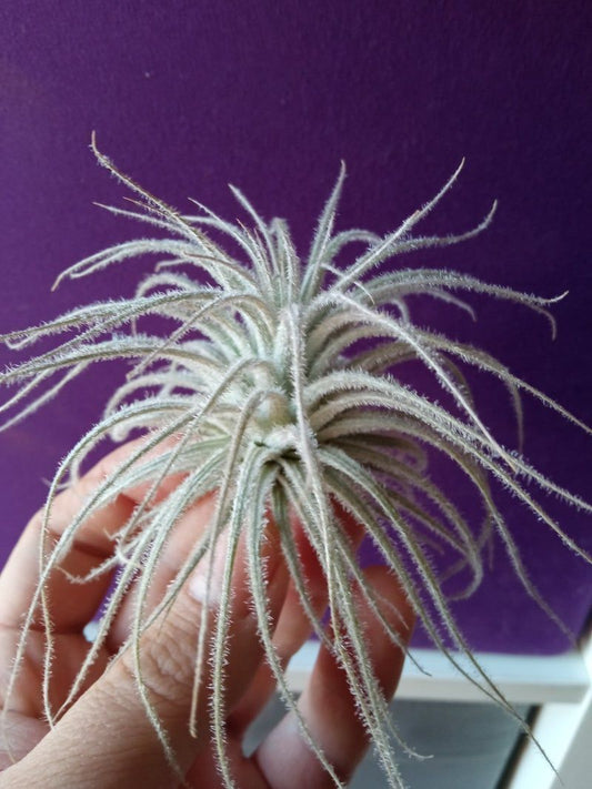 Tillandsia Tectorum Grande Planta Clavel Del Aire