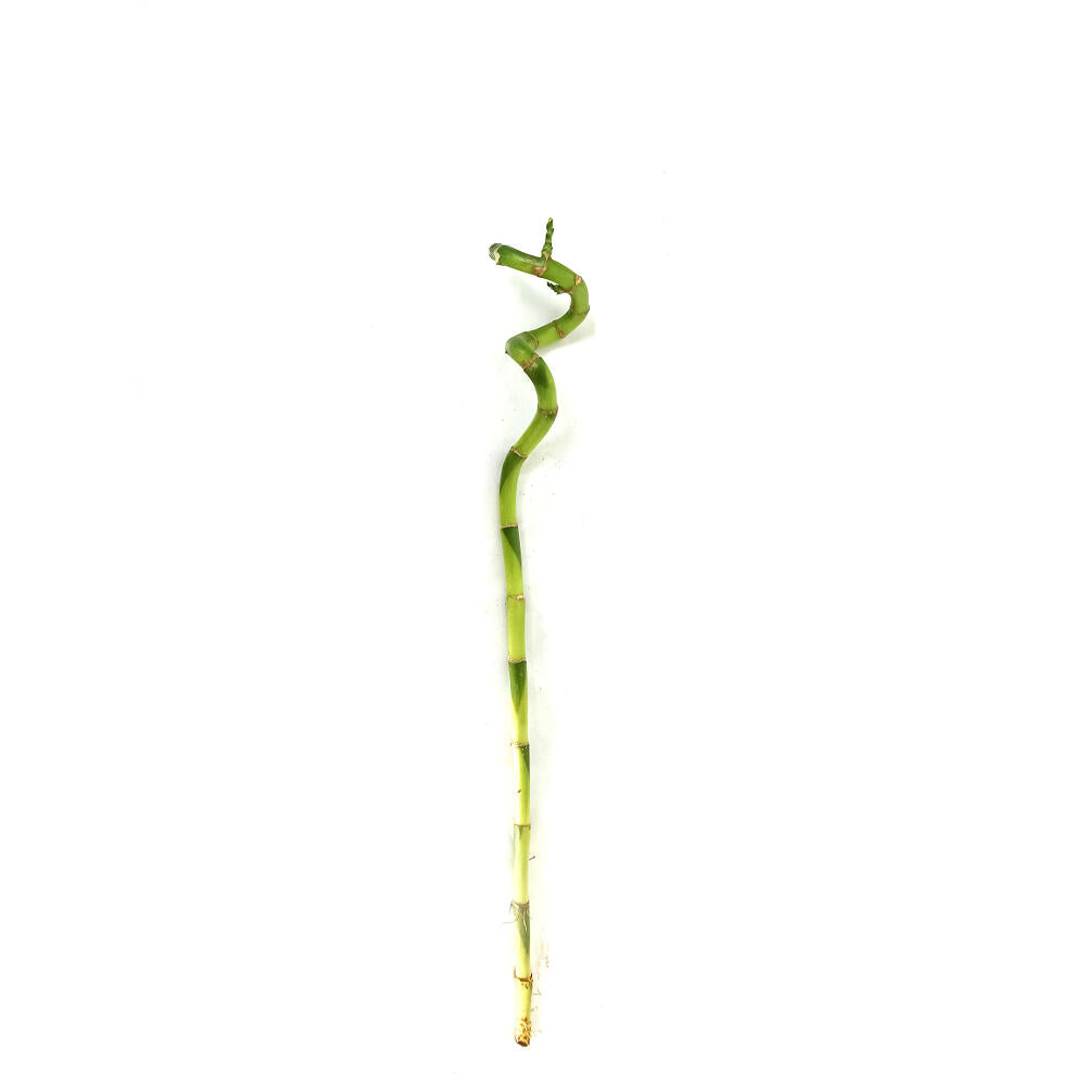 Bambusa Lucky Espiral 40cm_0