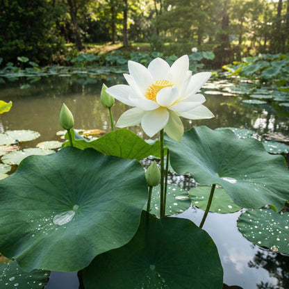 Loto Blanco - Nelumbo Nucifera - Set De 2 Con Cesta_1