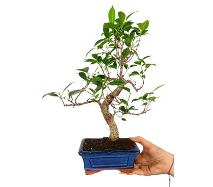 Bonsái Ficus Retusa 5 Años_1