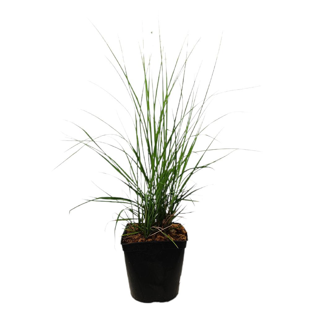 Pennisetum Alopecuroides M17 40cm_0