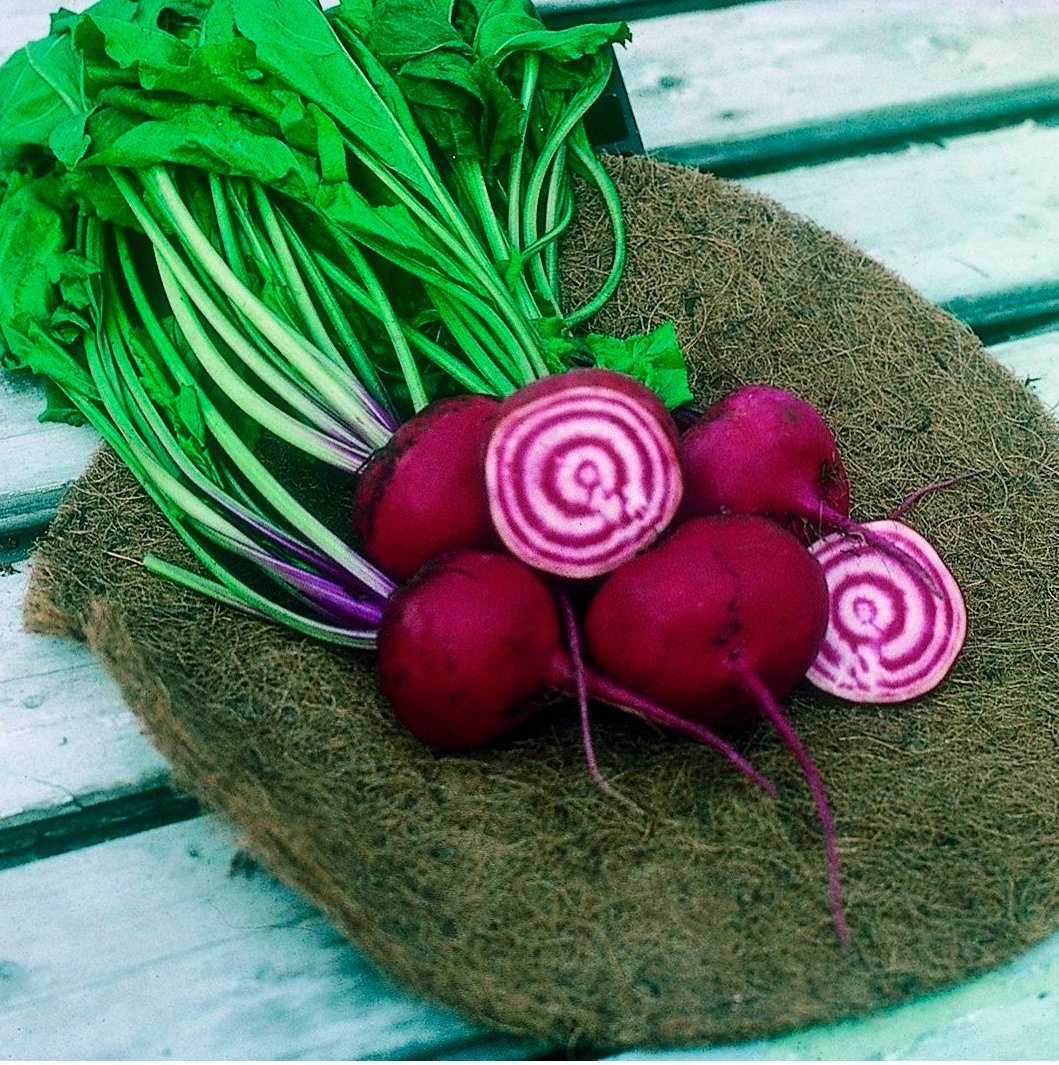 Semillas Remolacha Chioggia Ecológicas_0