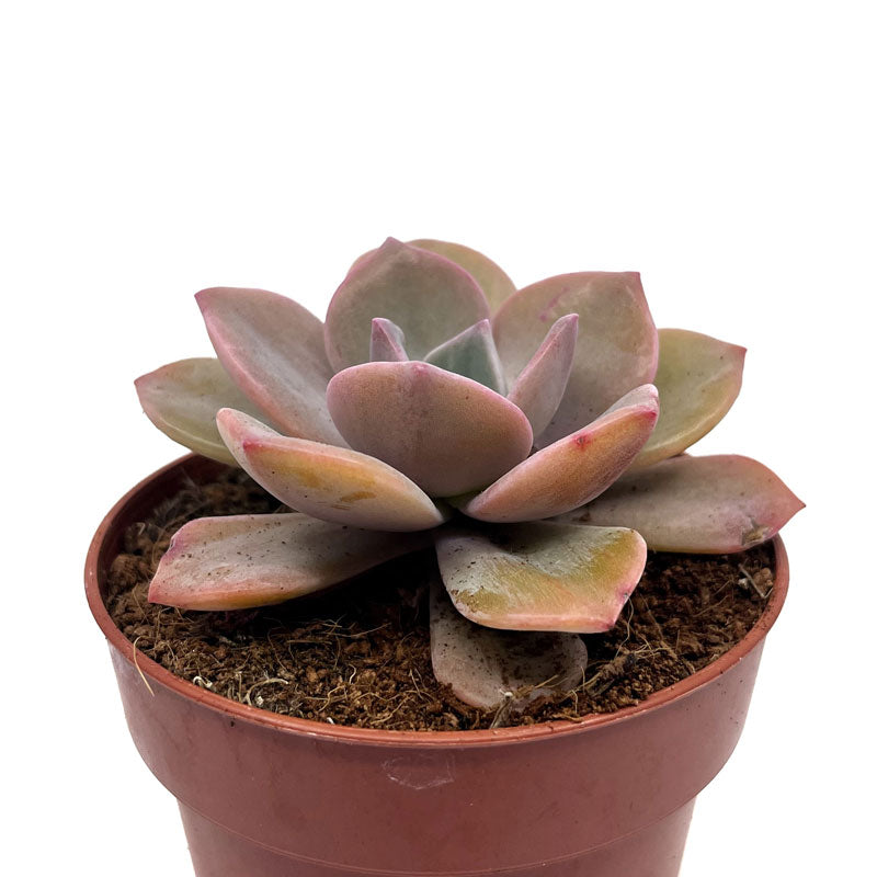 Graptoveria 'Mister Richards' Cactus Y Suculentas M8,5 cm Ø_0