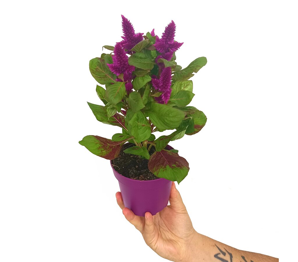 Celosia Deep Purple M12 30cm