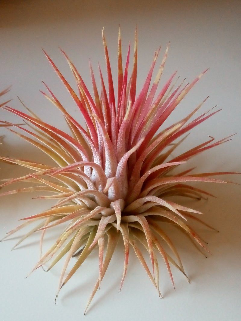 Tillandsia Ionantha Var Rubra Planta Clavel Aire_0
