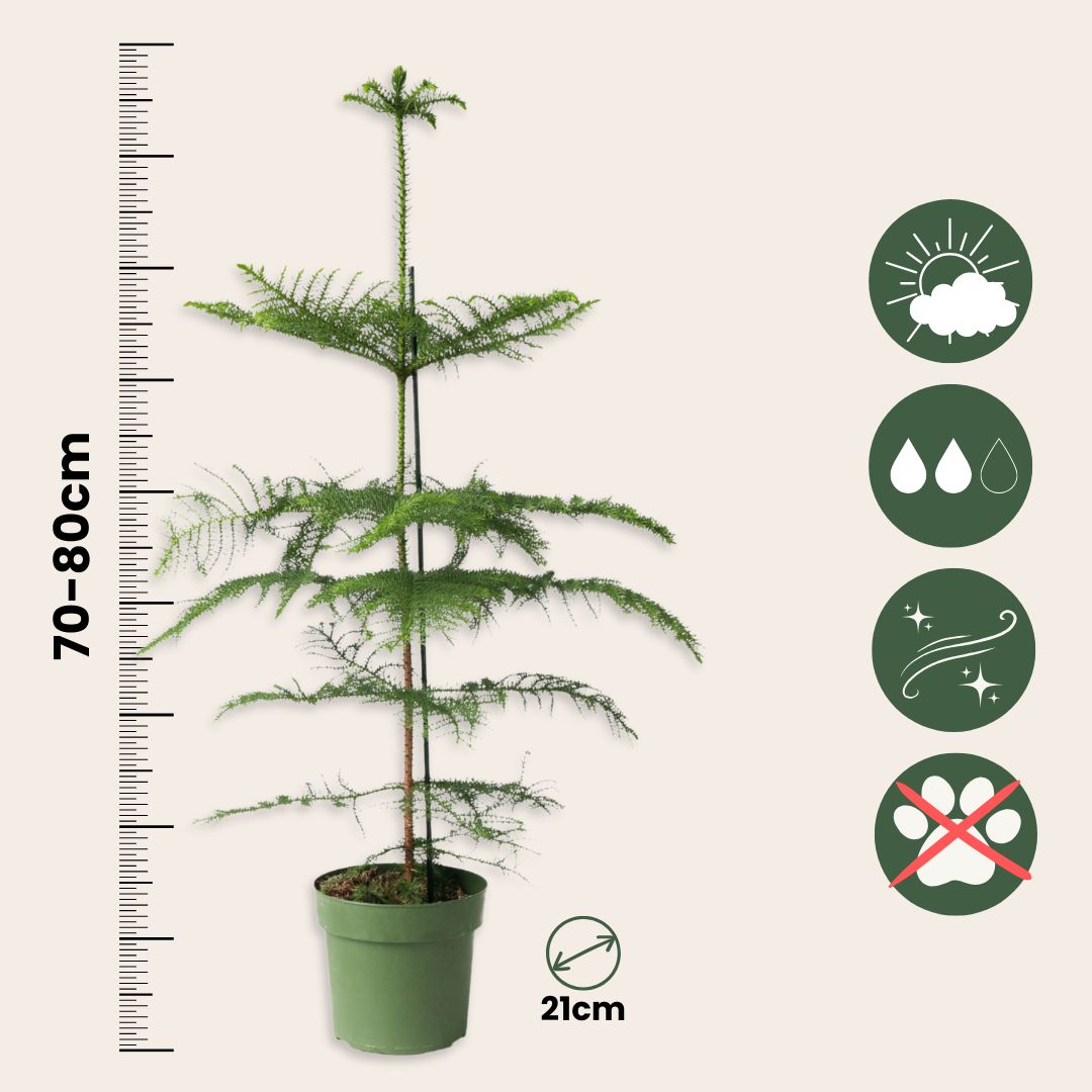Arbolapp Canarias - Araucaria Heterophylla - Altura 70-80cm - ⌀21cm_2