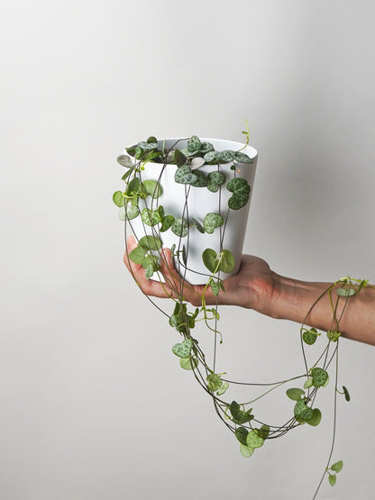 Ceropegia Woodii O Rosario De Corazones