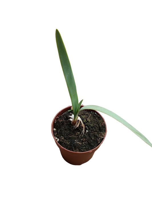Strumaria Truncata Planta Suculenta Bulbosa Rara Ø8_0