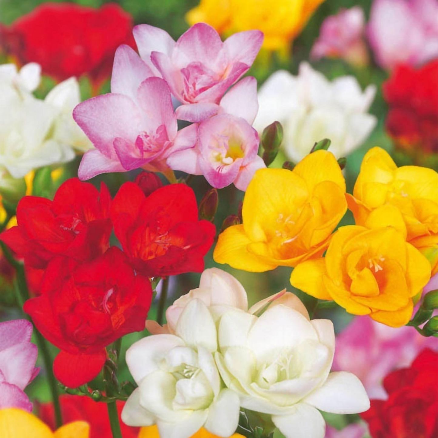 Fresia - 40 Pzs - Freesia Mix - Bulbos De Flores