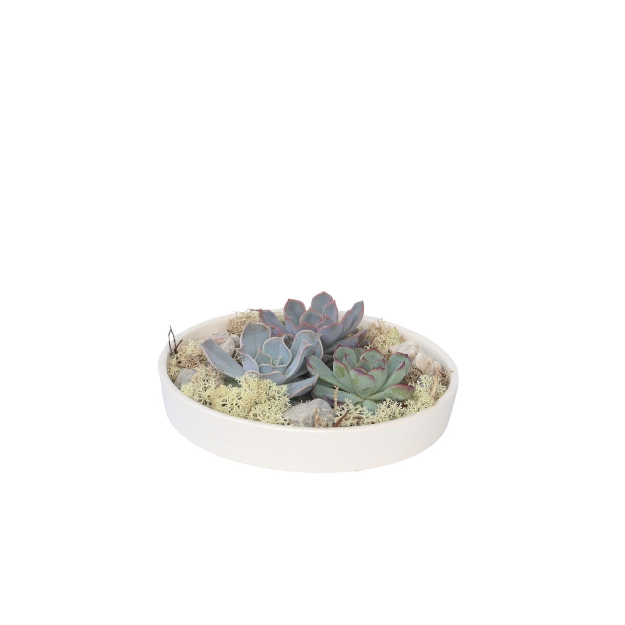 Echeveria Garden Mix Blanca - Echeveria Lilacina - Altura 8cm_0