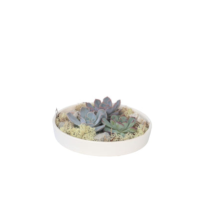 Echeveria Garden Mix Blanca - Echeveria Lilacina - Altura 8cm_0
