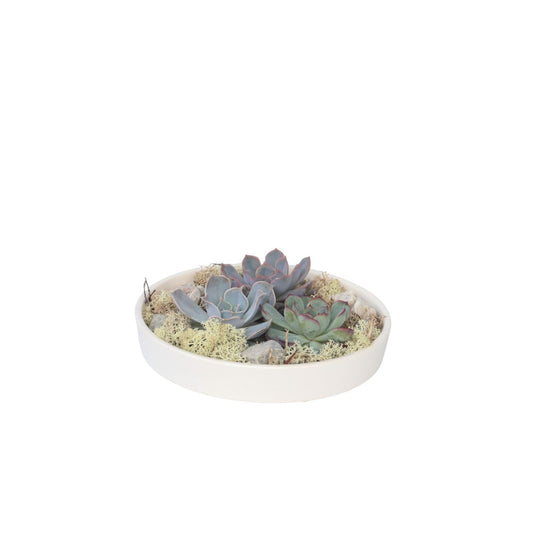 Echeveria Garden Mix Blanca - Echeveria Lilacina - Altura 8cm_0
