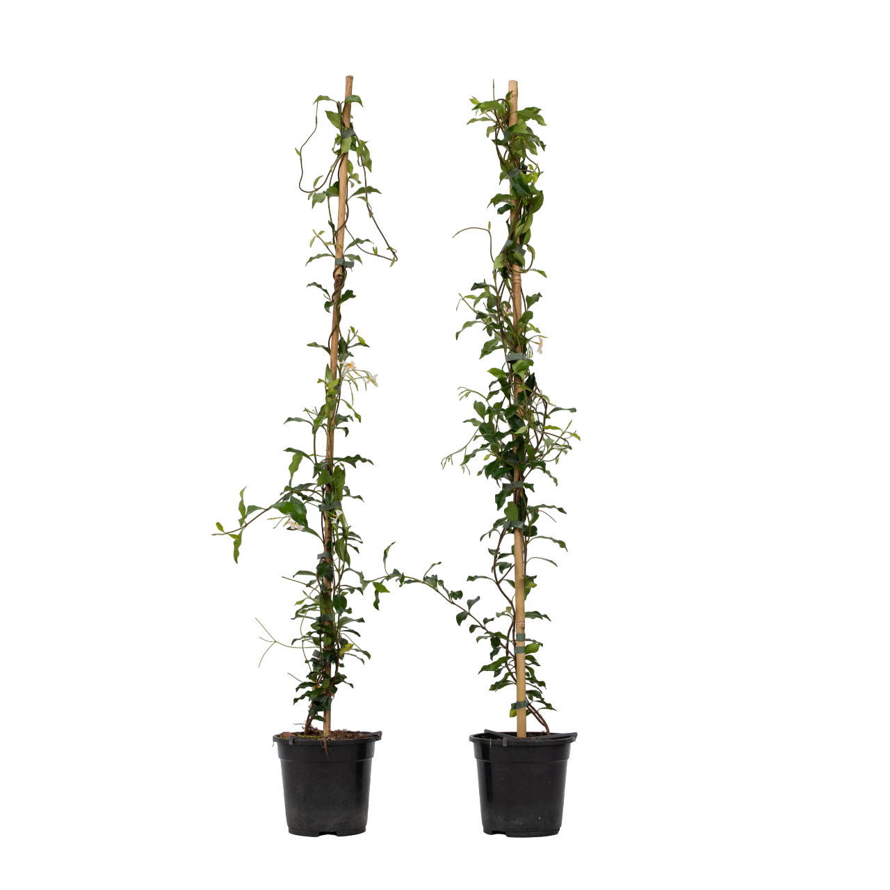 Jazmín Estrellado - 2 Pzs - Trachelospermum Jasminoides - A110-120cm - ⌀17cm_0