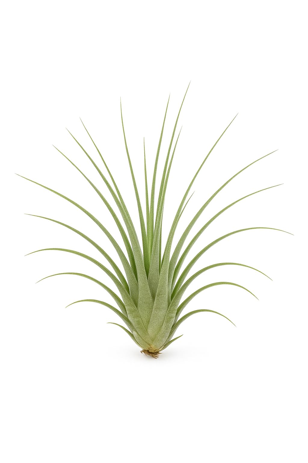 Lote Iniciación 5 Plantas del Aire; plantas del aire, tillandsias, 5 ejemplares diferentes; Curiosarium; tamaños varios_2