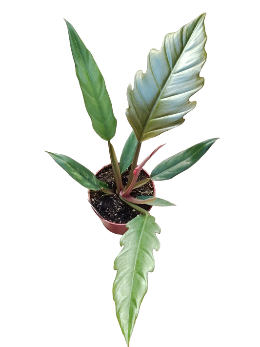 Philodendron Bipinnatifidum Choco Empress Planta De Interior Ø12 30 Cms_0