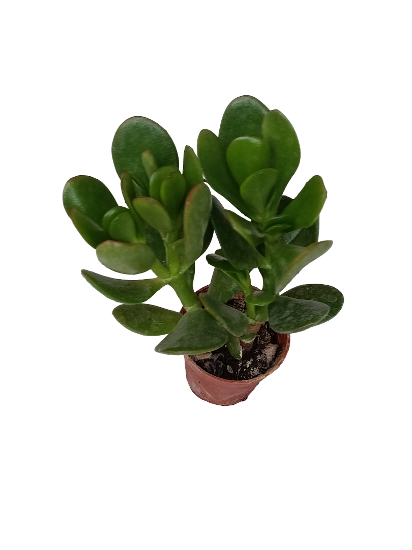 Crassula Ovata Verde Planta Suculenta Ø5_0
