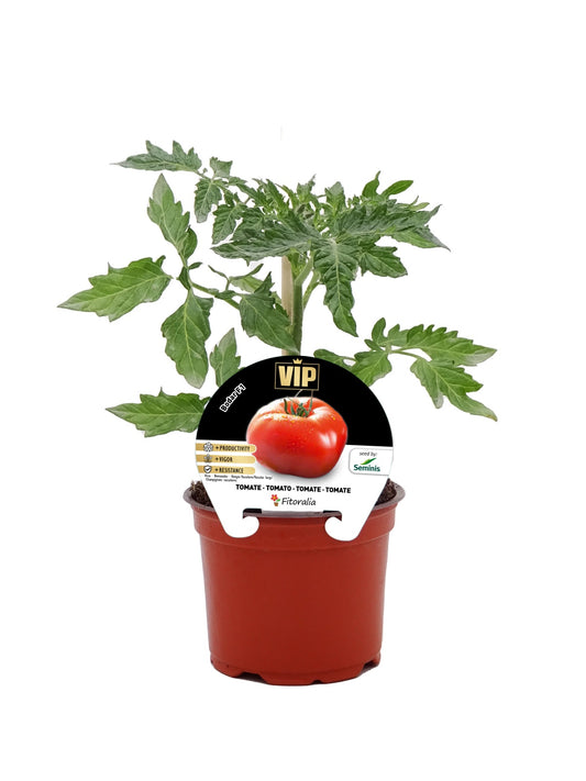 Pack plantones tomate Bodar híbrido 6 ud. natural - Fitoralia_0