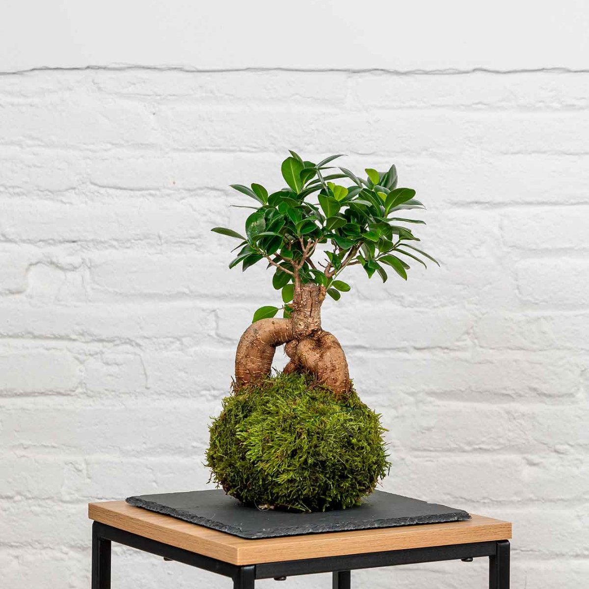 Kokedama Ficus Ginseng._0