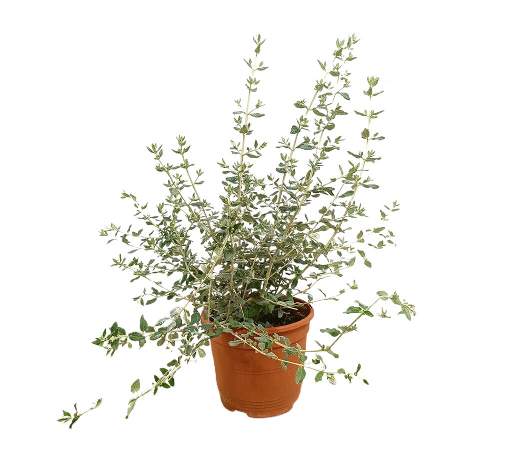 Teucrium Fruticans M22 35-50cm_0