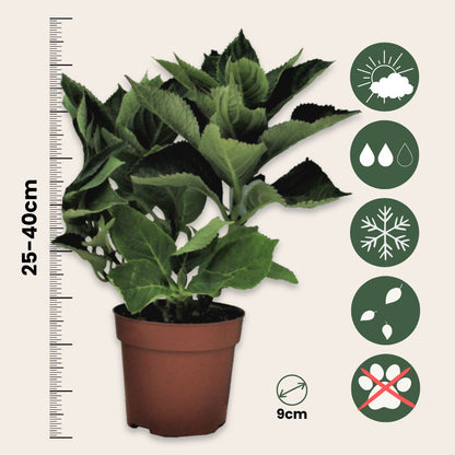 Hortensia - 3 Pzs - Hydrangea Macrophylla 'red Bull' - Altura 25-40cm - ⌀9cm