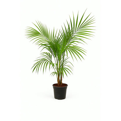 Areca Lutescens Para Exterior M20 150-170cm_0