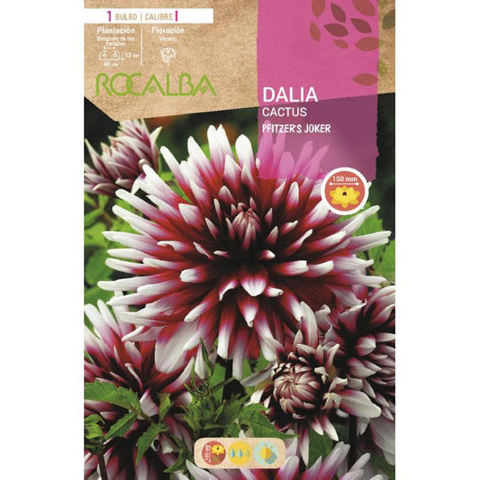 Bulbo Dalia rojo punta blanca 1 unidad