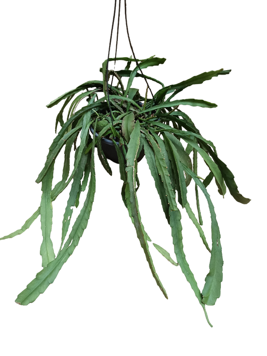 Rhipsalis De Flor Roja Grande Ø20_0