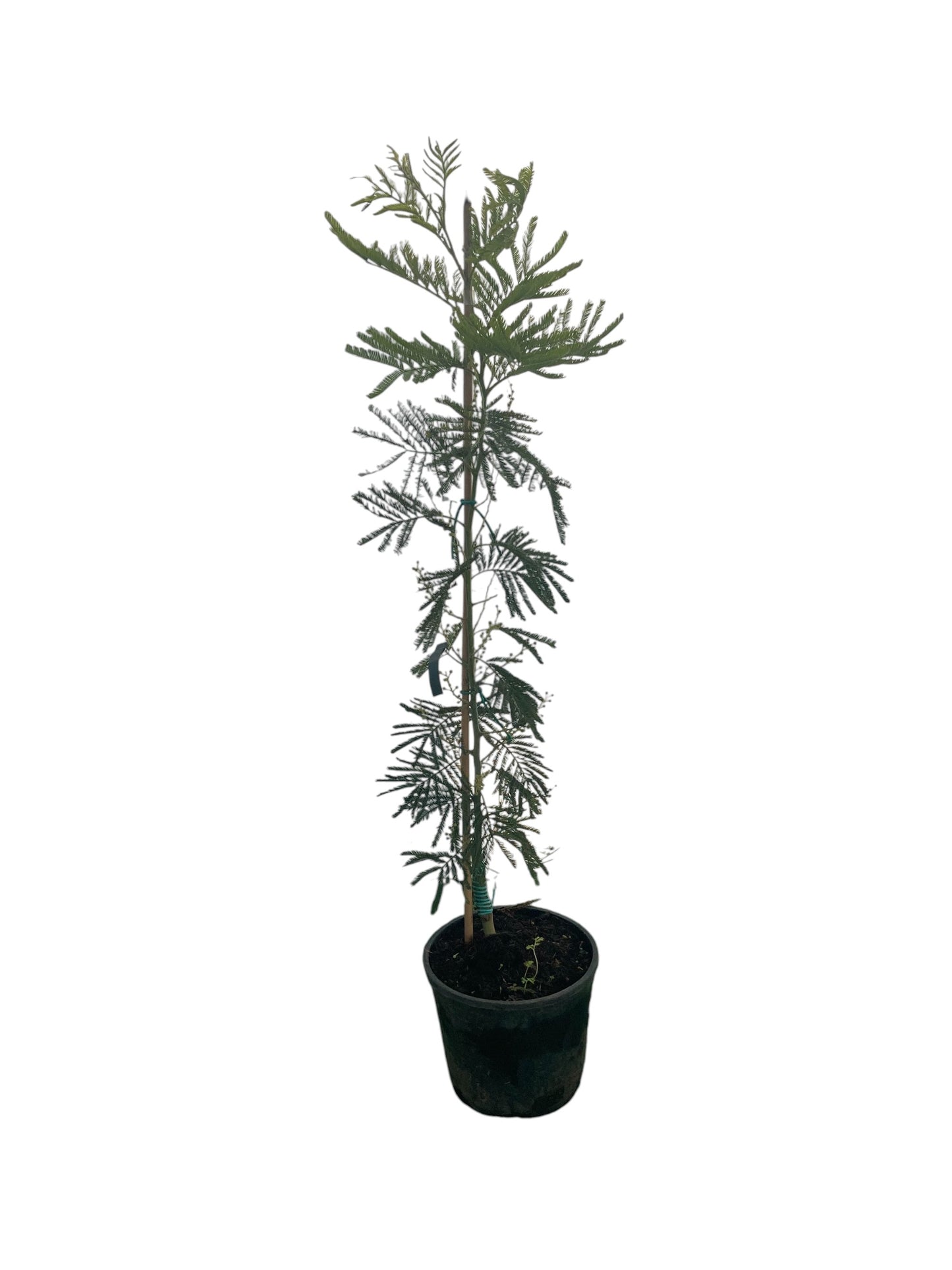 Árbol Mimosa Bayleyana Injertada 80 Cm_0