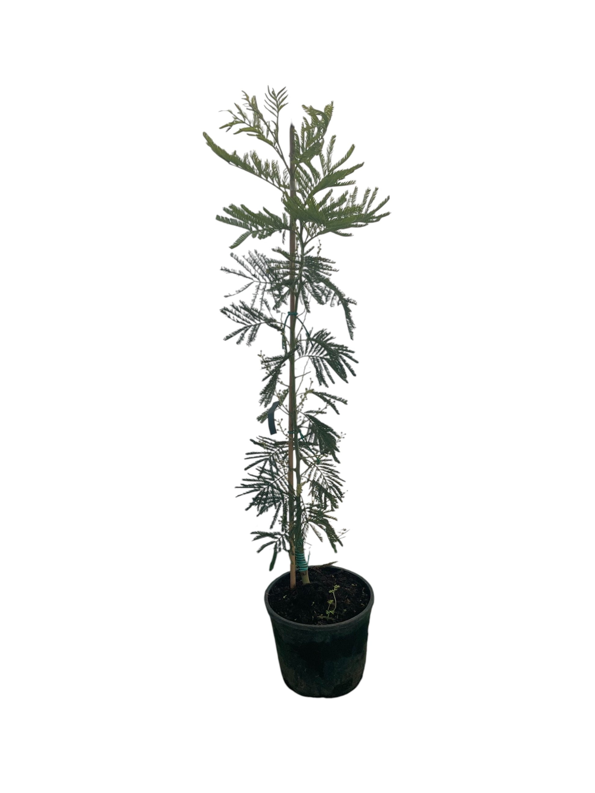 Árbol Mimosa Bayleyana Injertada 80 Cm_0