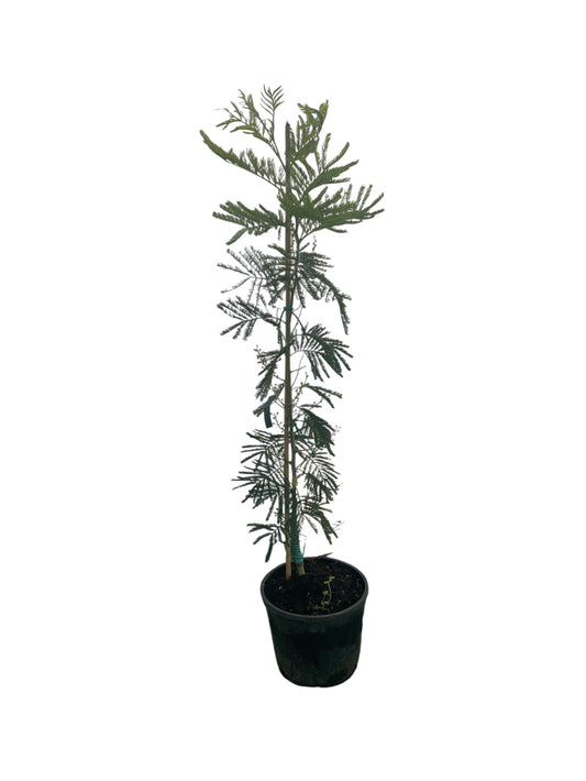 Árbol Mimosa Bayleyana Injertada 80 Cm_0