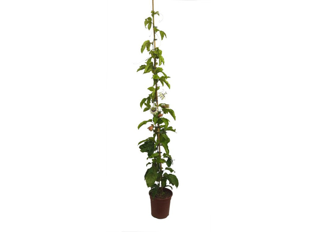 Passiflora Edulis Maracuya M20 170cm_0