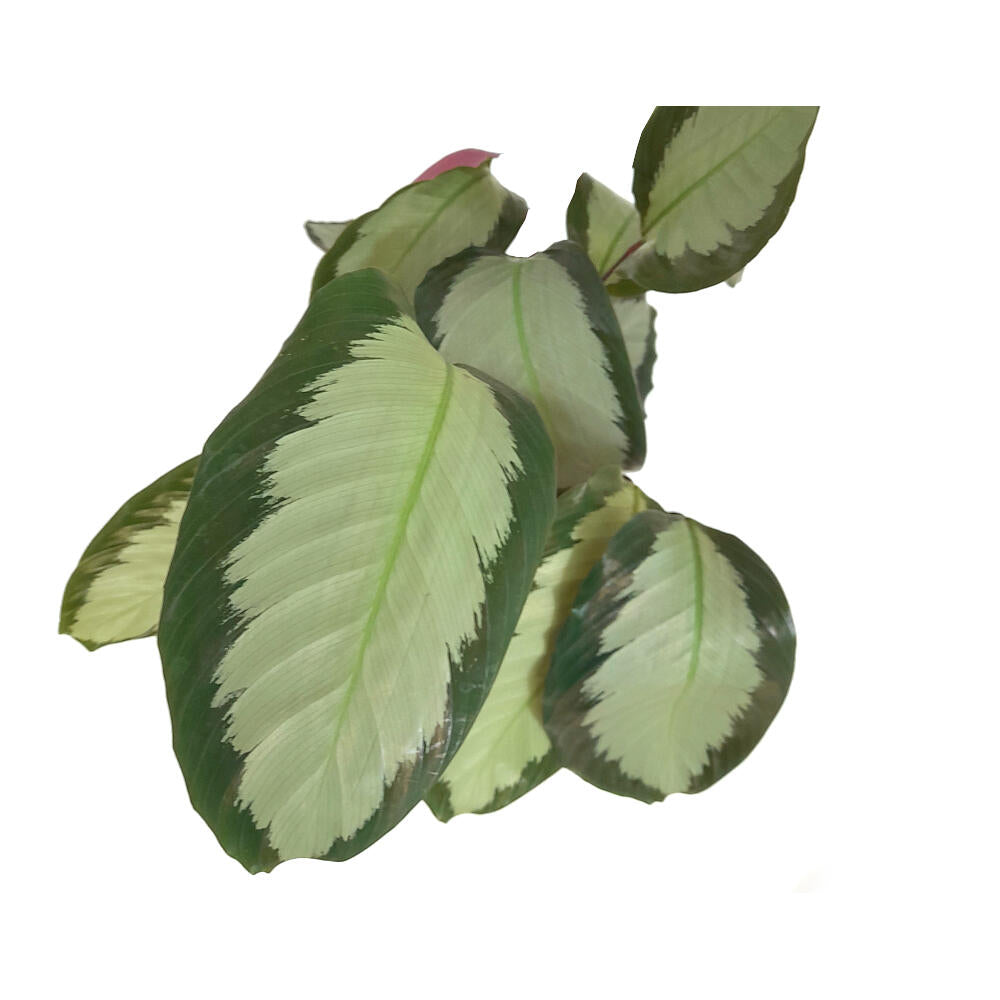 Calathea Picturata Argentea M17 45cm_1