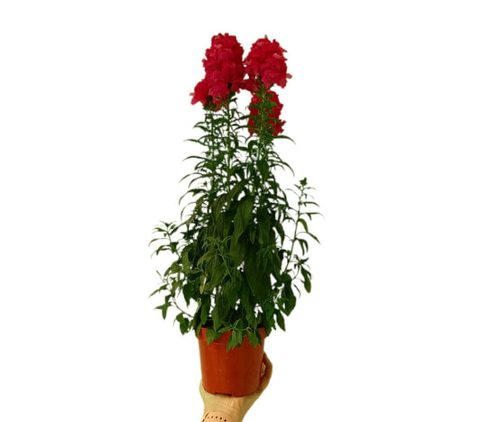Antirrhinum Sonnet M13_0