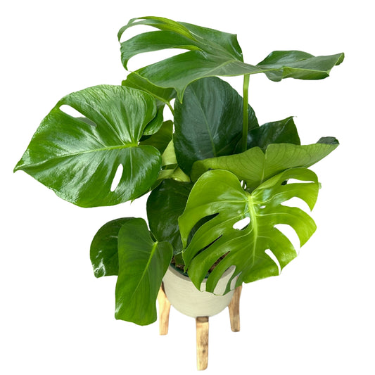Monstera Deliciosa O Costilla De Adán Planta De Interior Resistente
