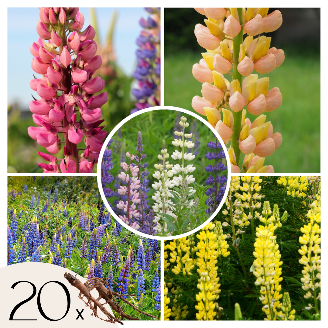 Lupinos - 20 Pzs - Lupinus - Cepellones_0