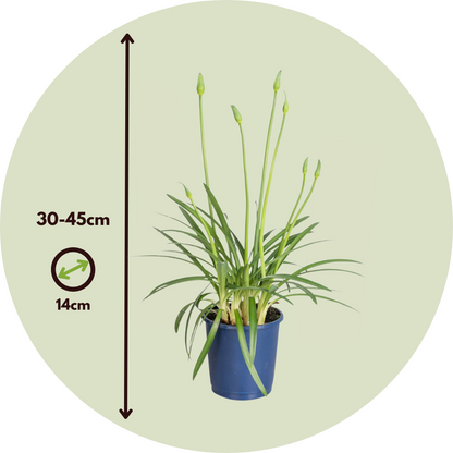 Lirio Africano - 2 Pzs - Agapanthus 'superb White' - Altura 30-45cm - ⌀14cm_2
