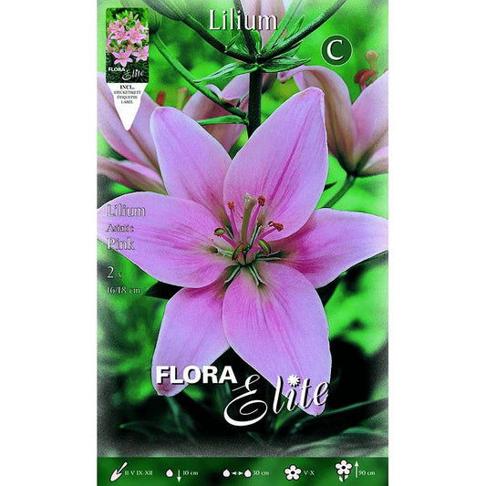 Bulbo Lilium asiatic rosa 2 uds