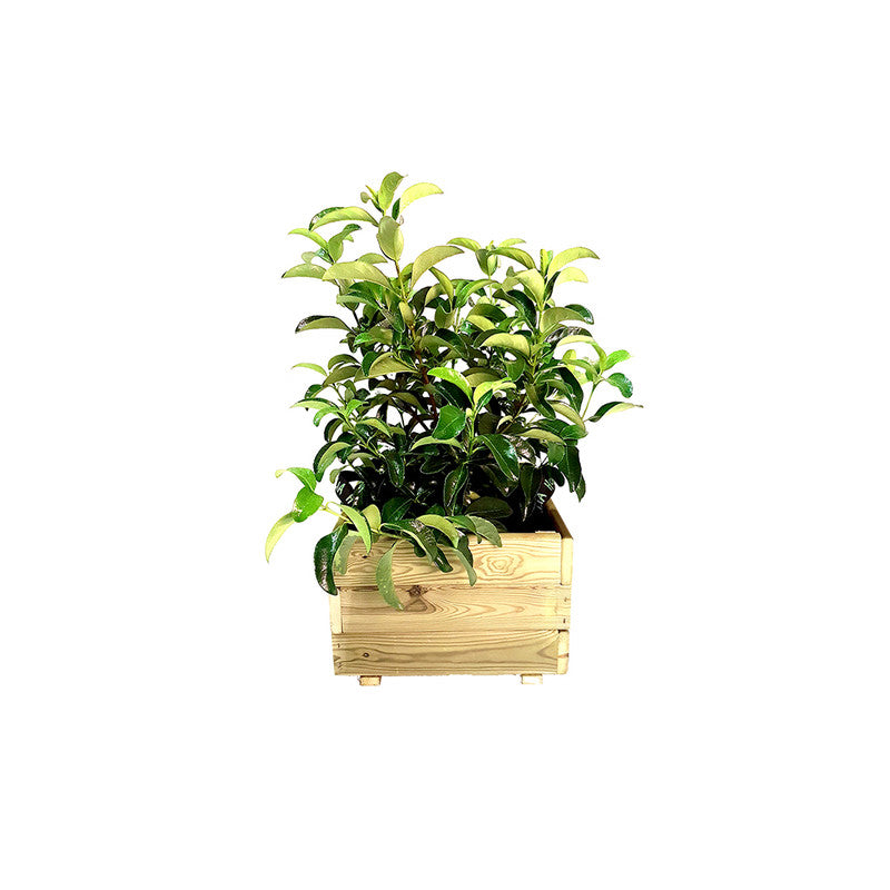 Jardinera Cuadrada De Madera Tratada 60x60x40 Cm Pun Hortalia_2