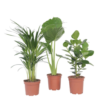 Mezcla Tropical - 3 Pzs - Dypsis Clusia Rosea Alocasia - A50-70cm - ⌀17cm_0