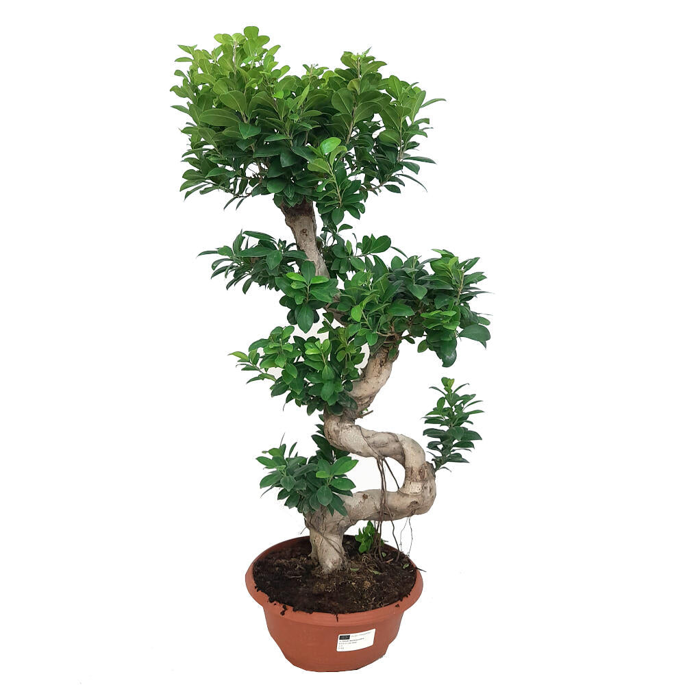 Bonsai Ficus Microcarpa Ginsen s 90cm_0