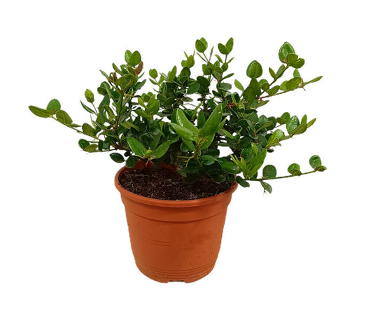 Carissa Macrocarpa M22 30cm_0