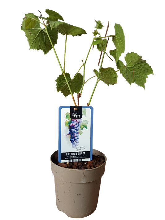 Planta Vitis Rembrandt Uva Negra Muy Dulce_0