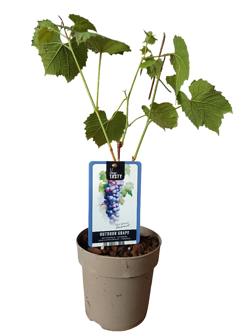 Planta Vitis Rembrandt Uva Negra Muy Dulce